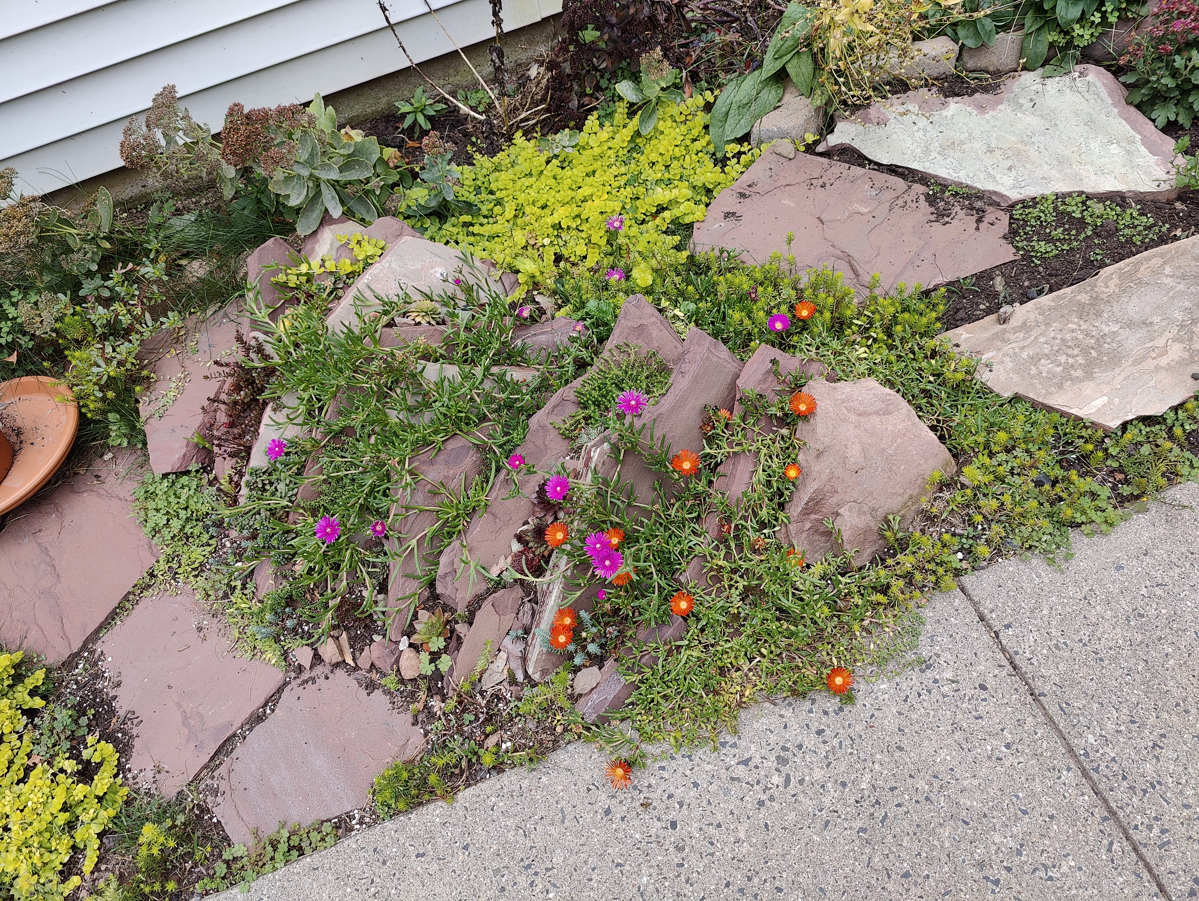 crevice garden
