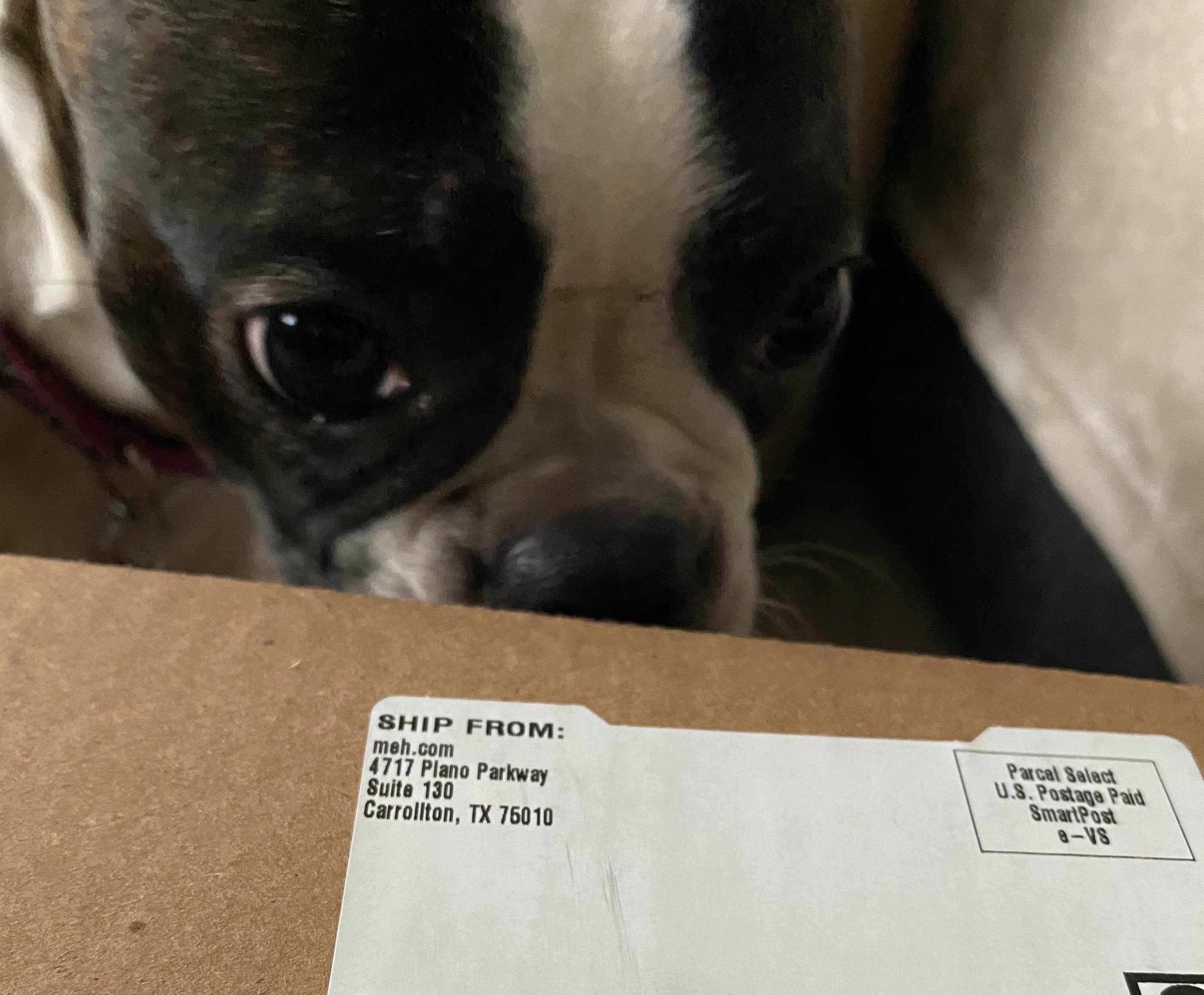 Stella Approved