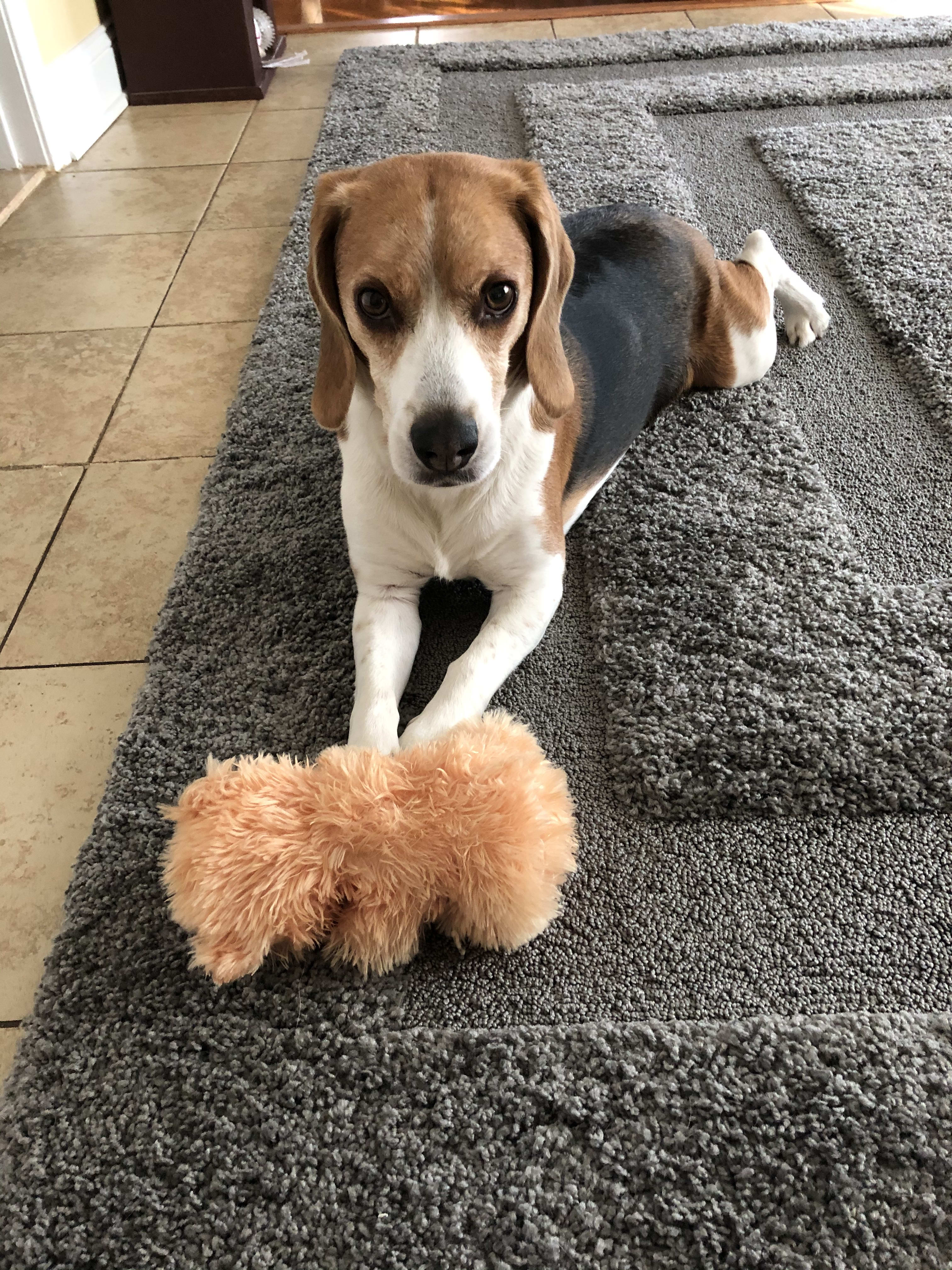 dog