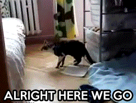 Cat accident