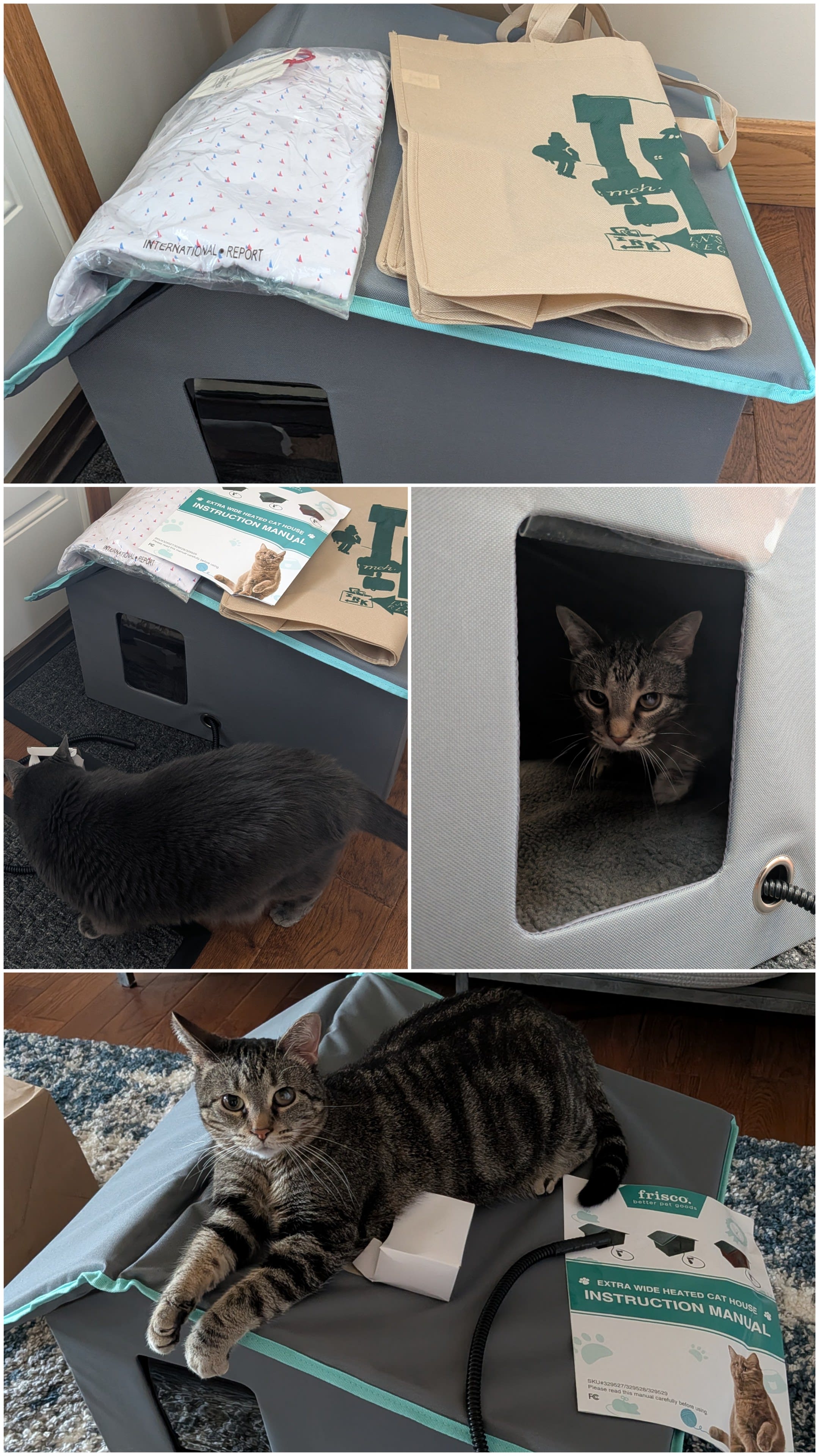 cat