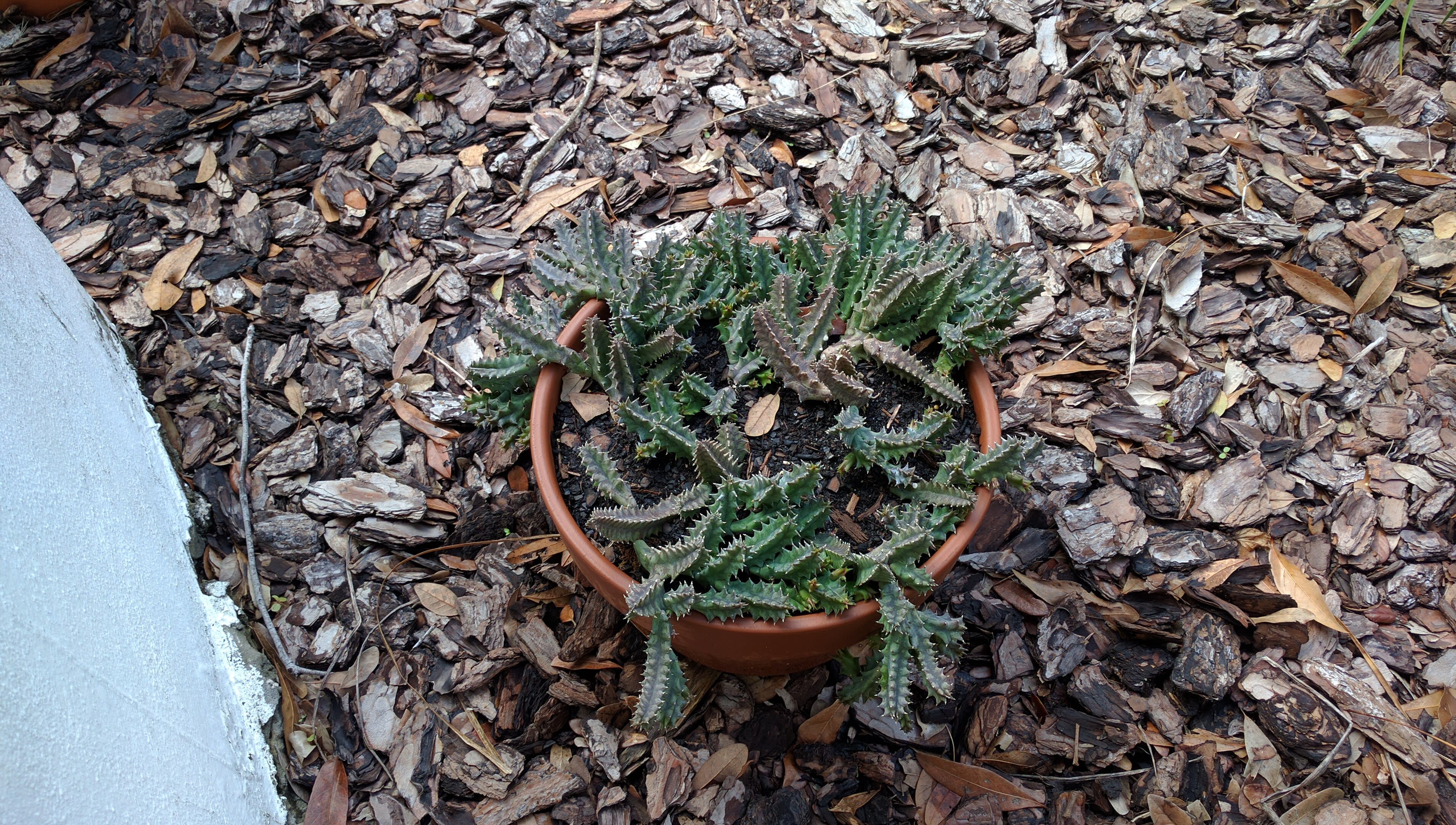 Cacti09