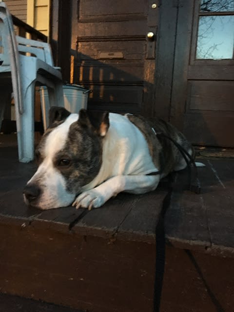 Max the Brave