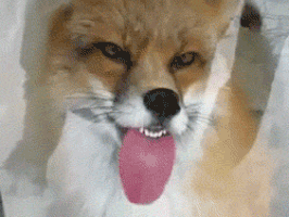 Blep!