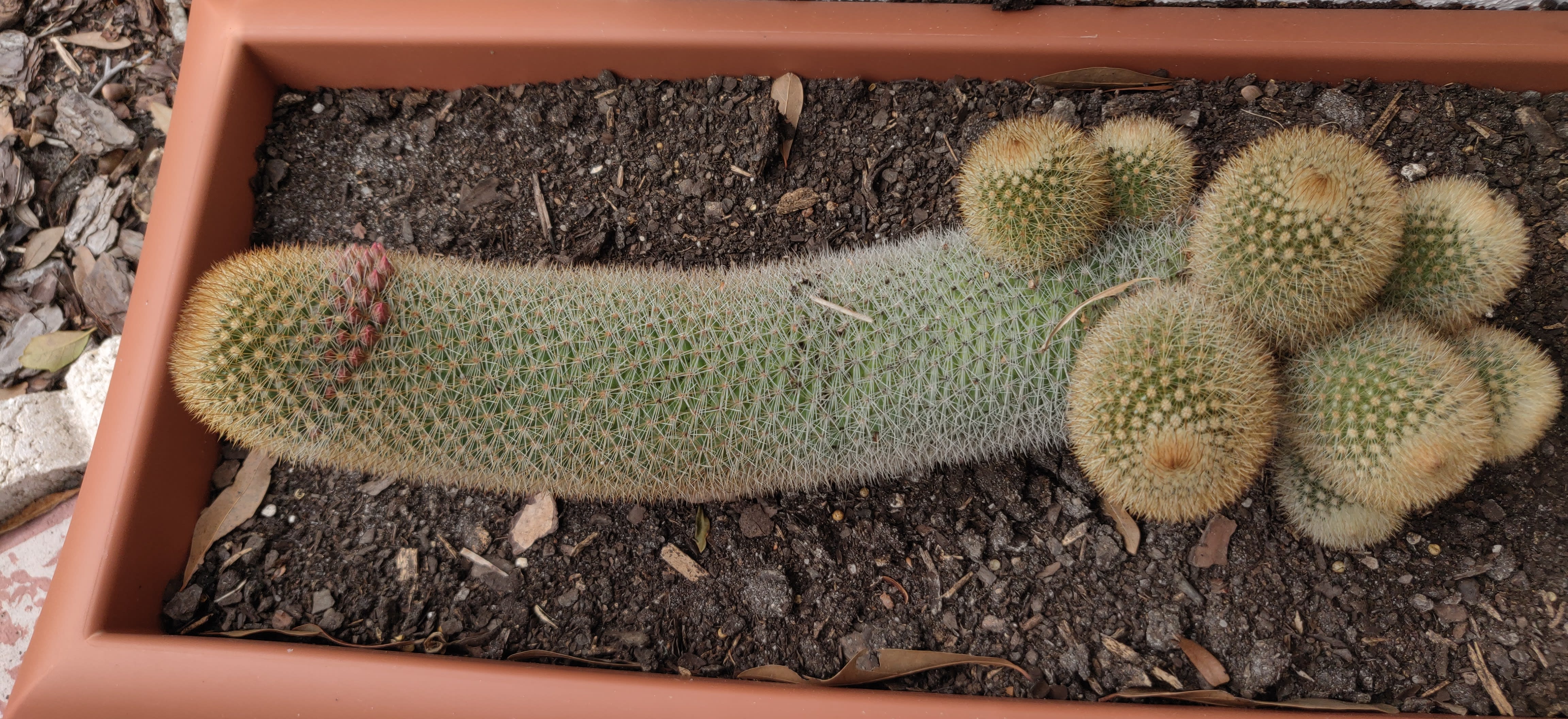 Cacti06