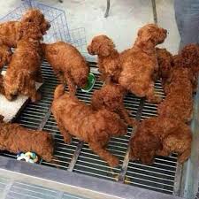 puppies