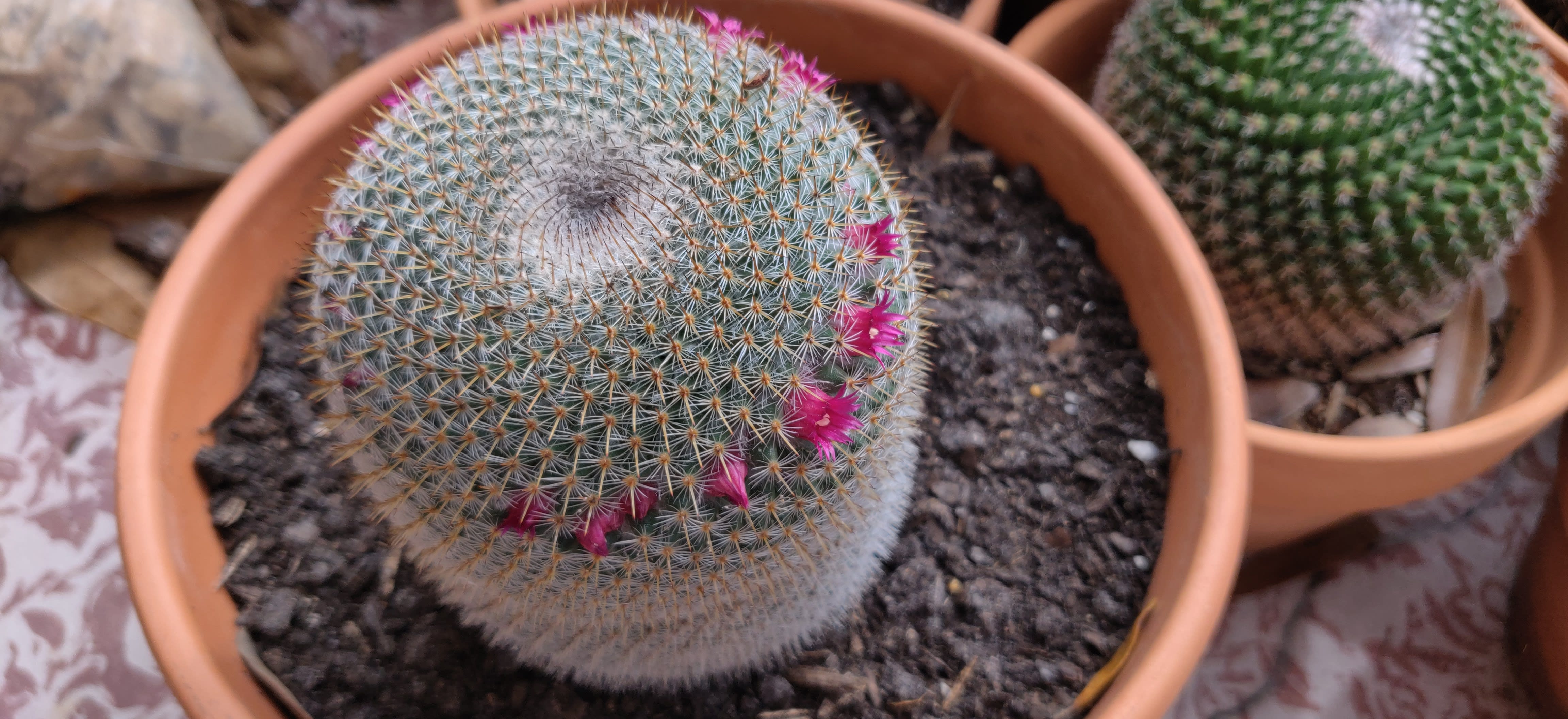 Cacti01