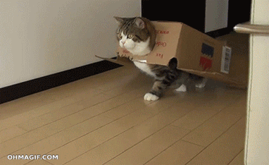box o cat