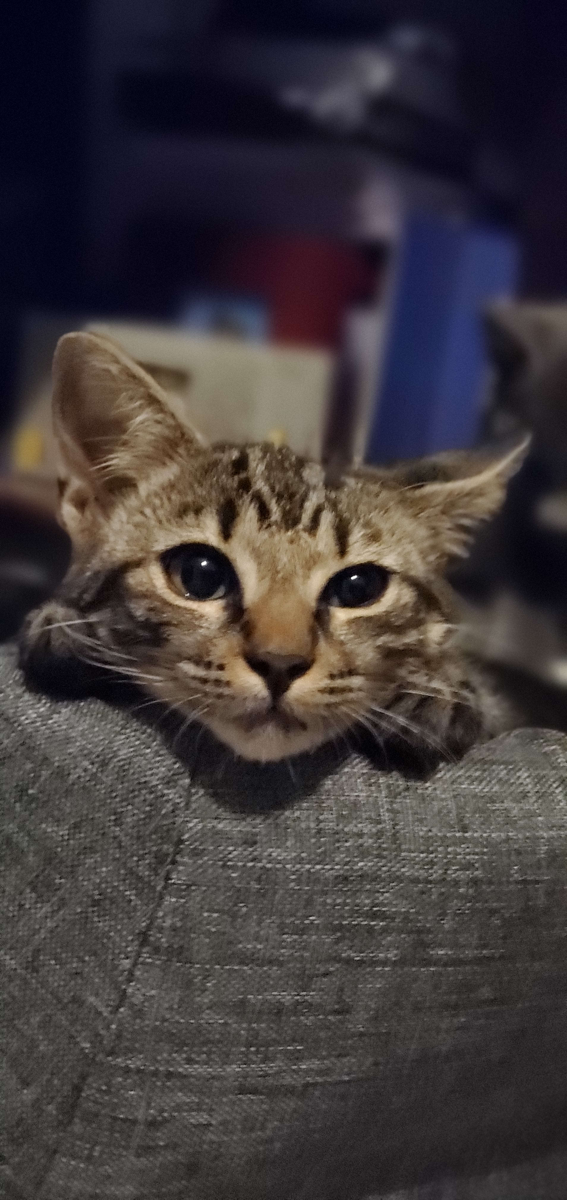 Bobby-cat
