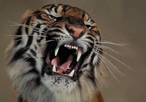 Go Tigers