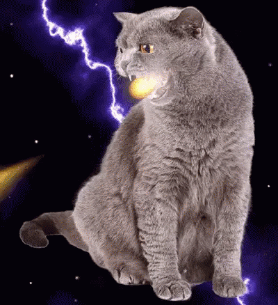 holy cats