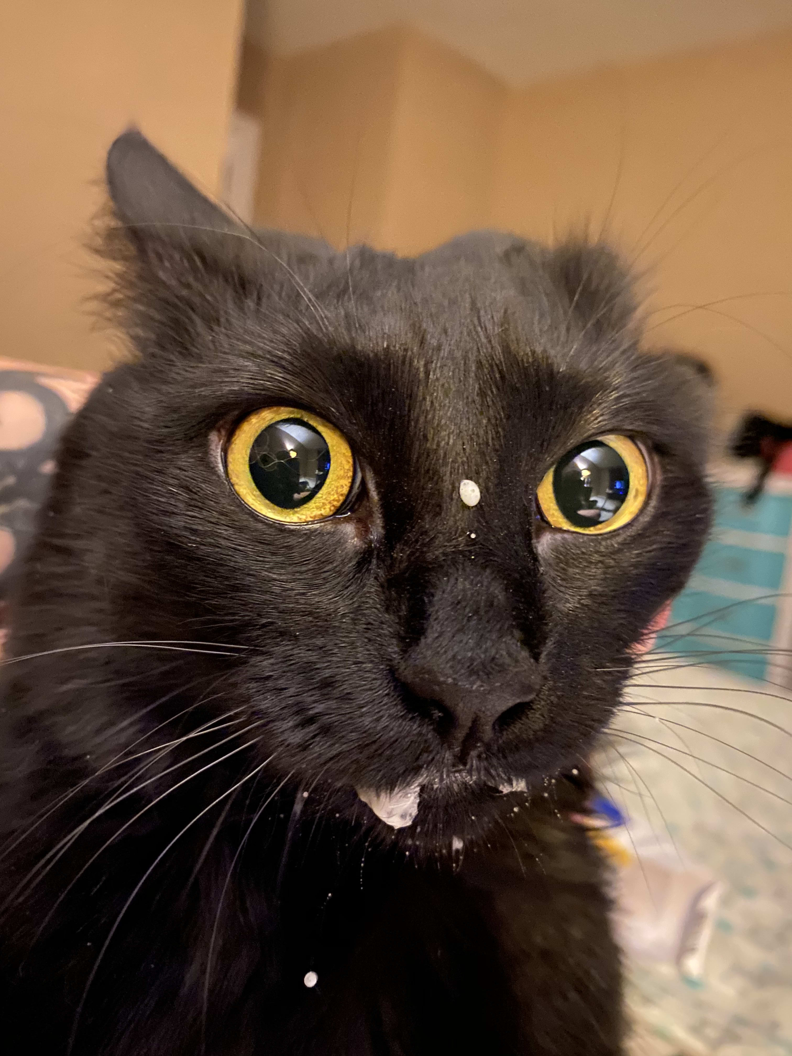Maia