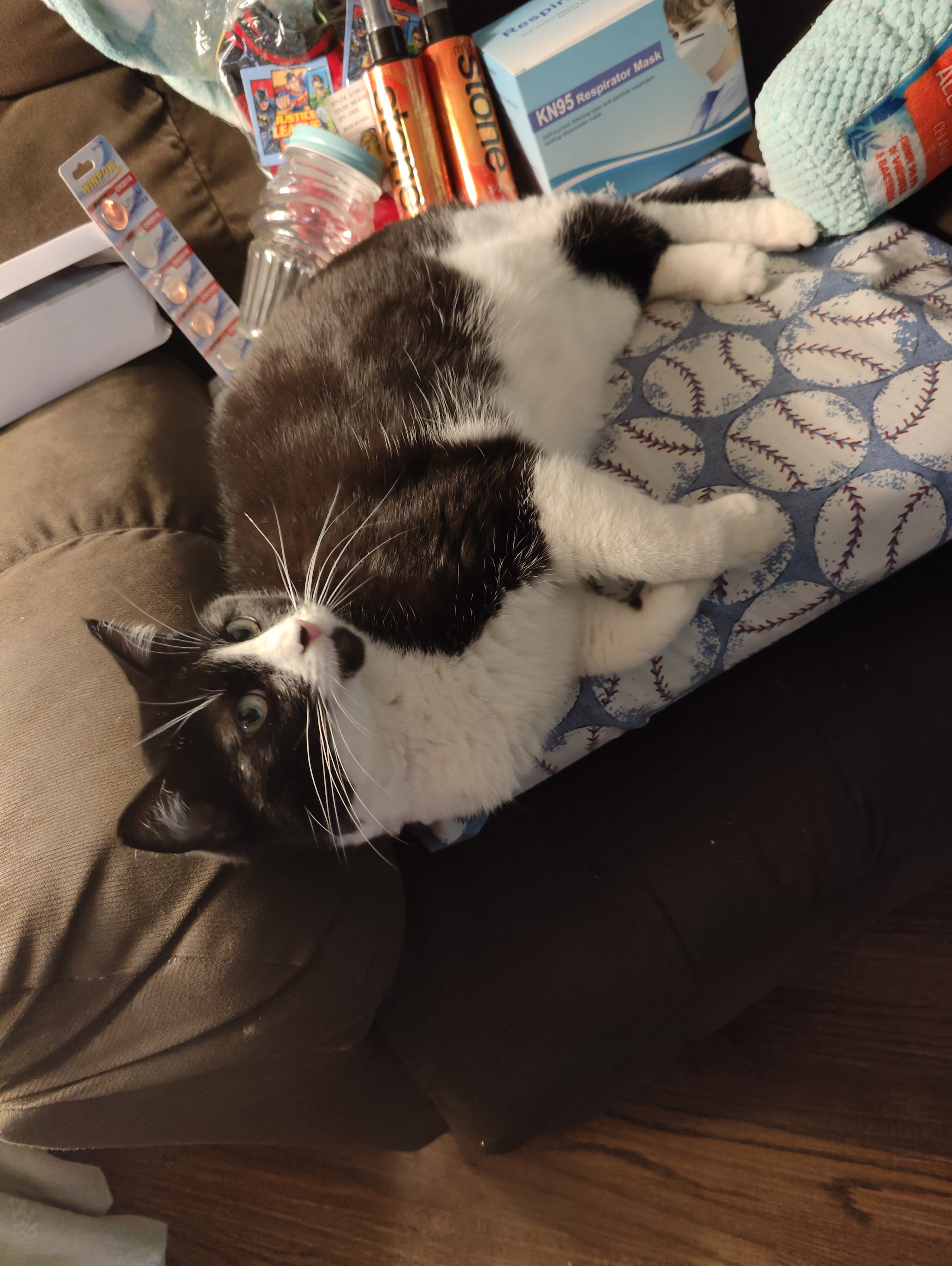 annoyed cat