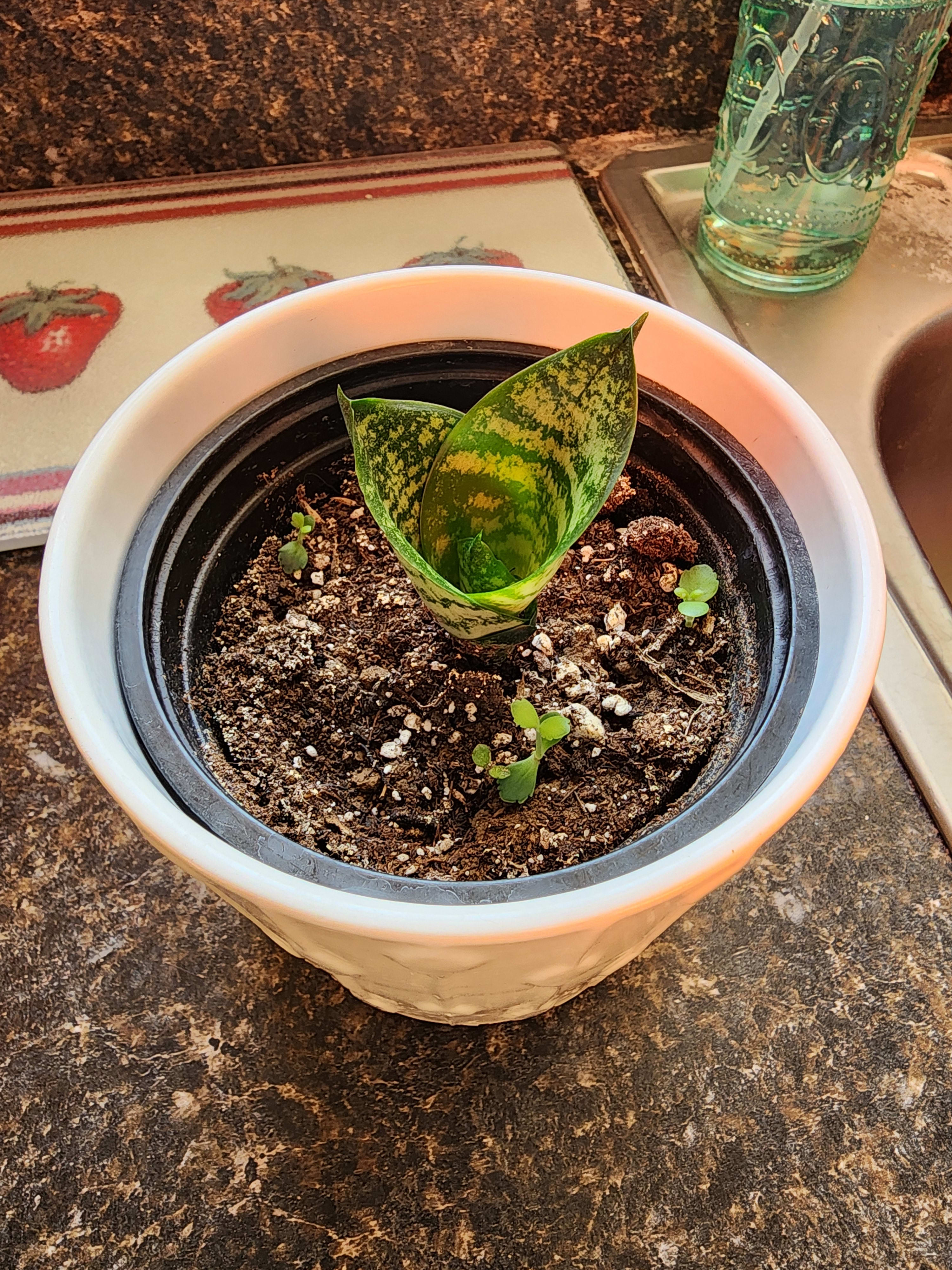 plant