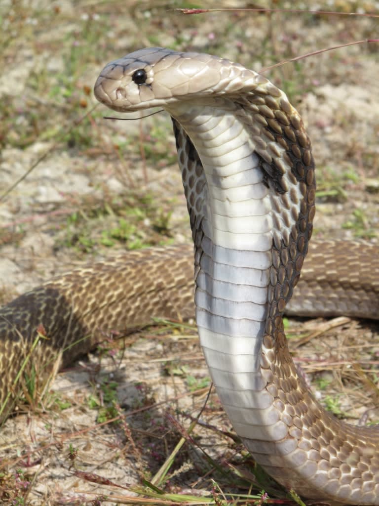 Cobra