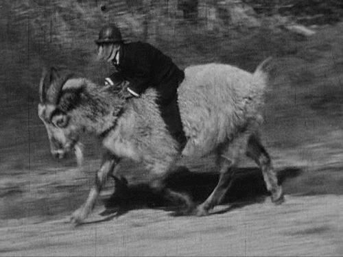goat rider