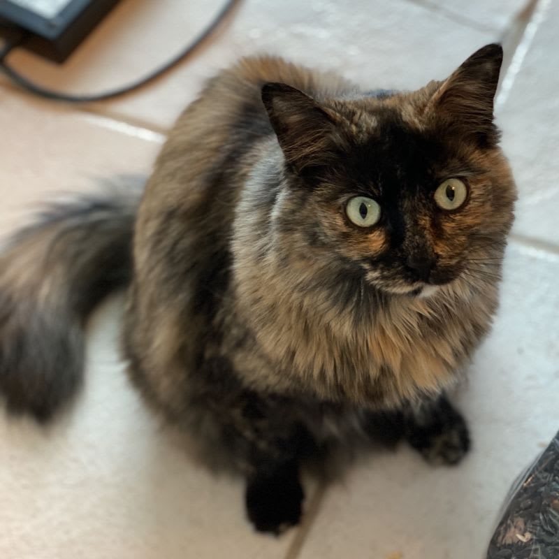 Kiko