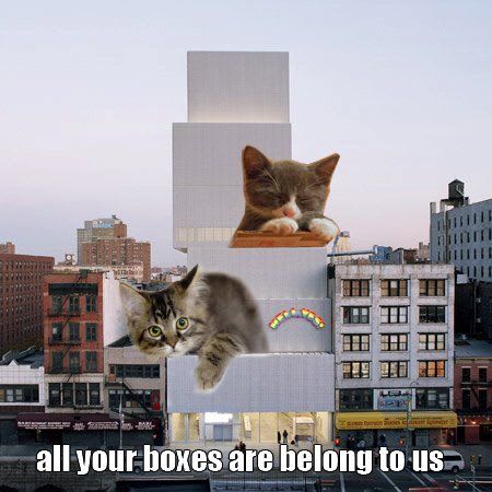 cat in boxes