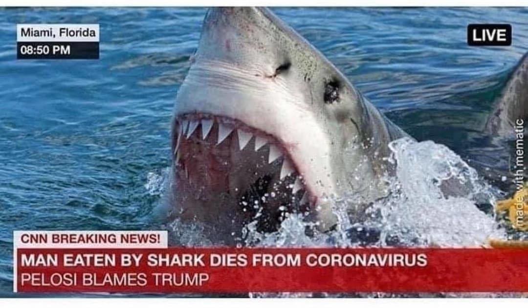 Shark