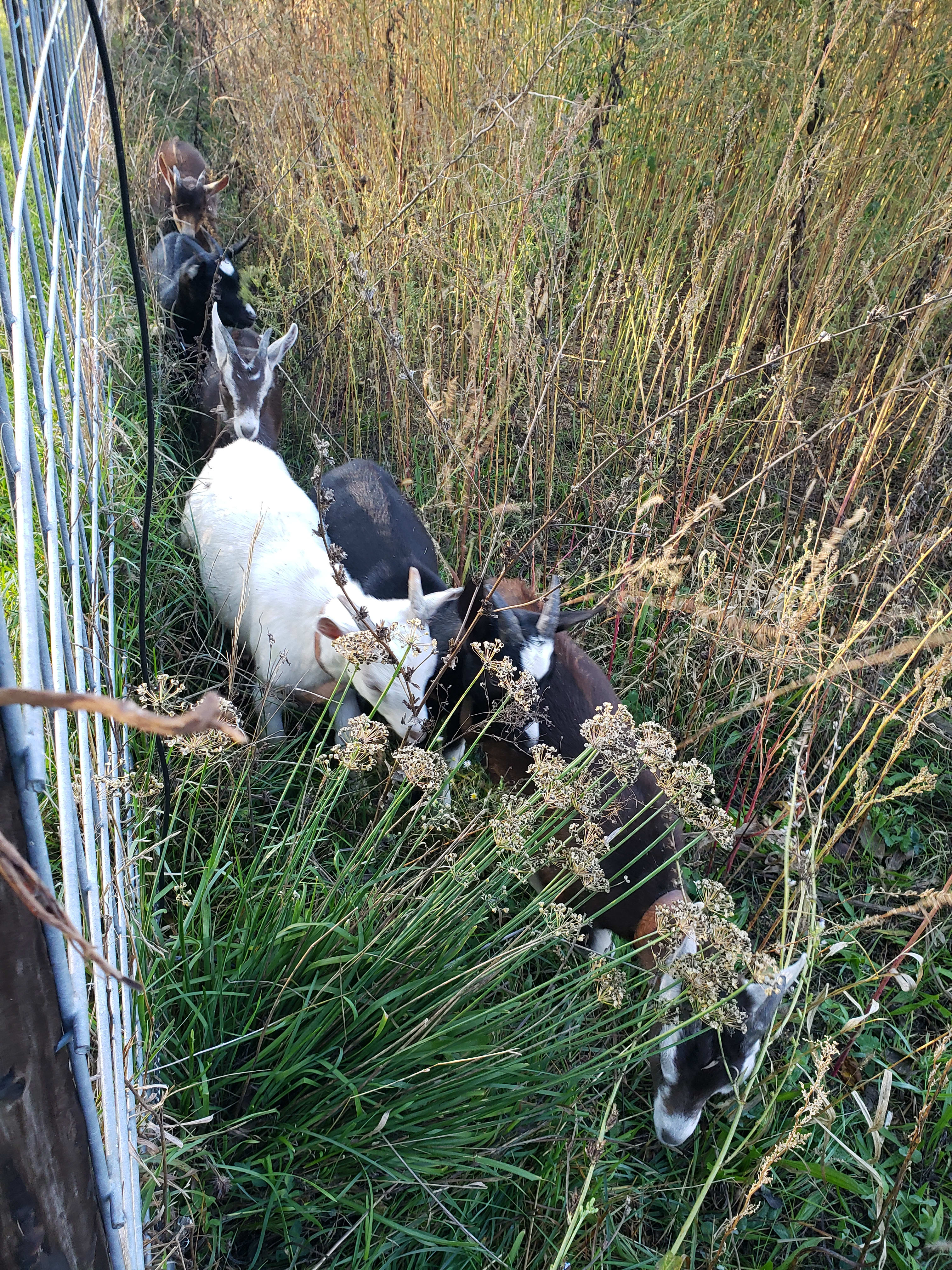 Goats