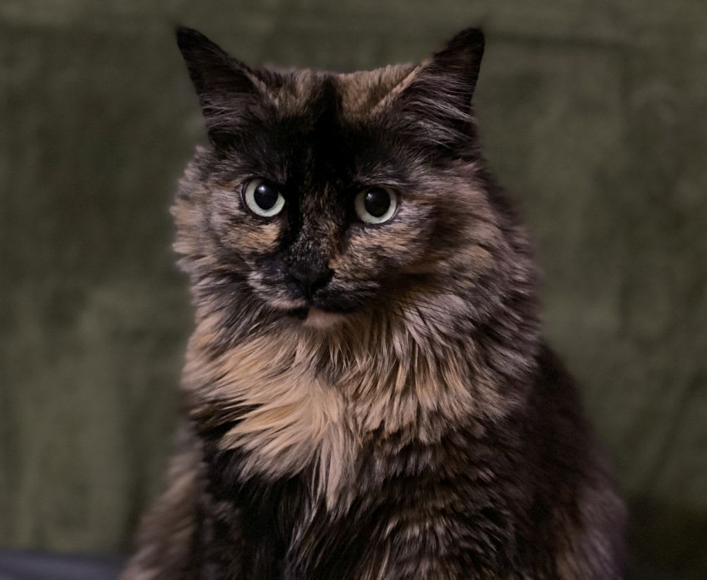 Kiko