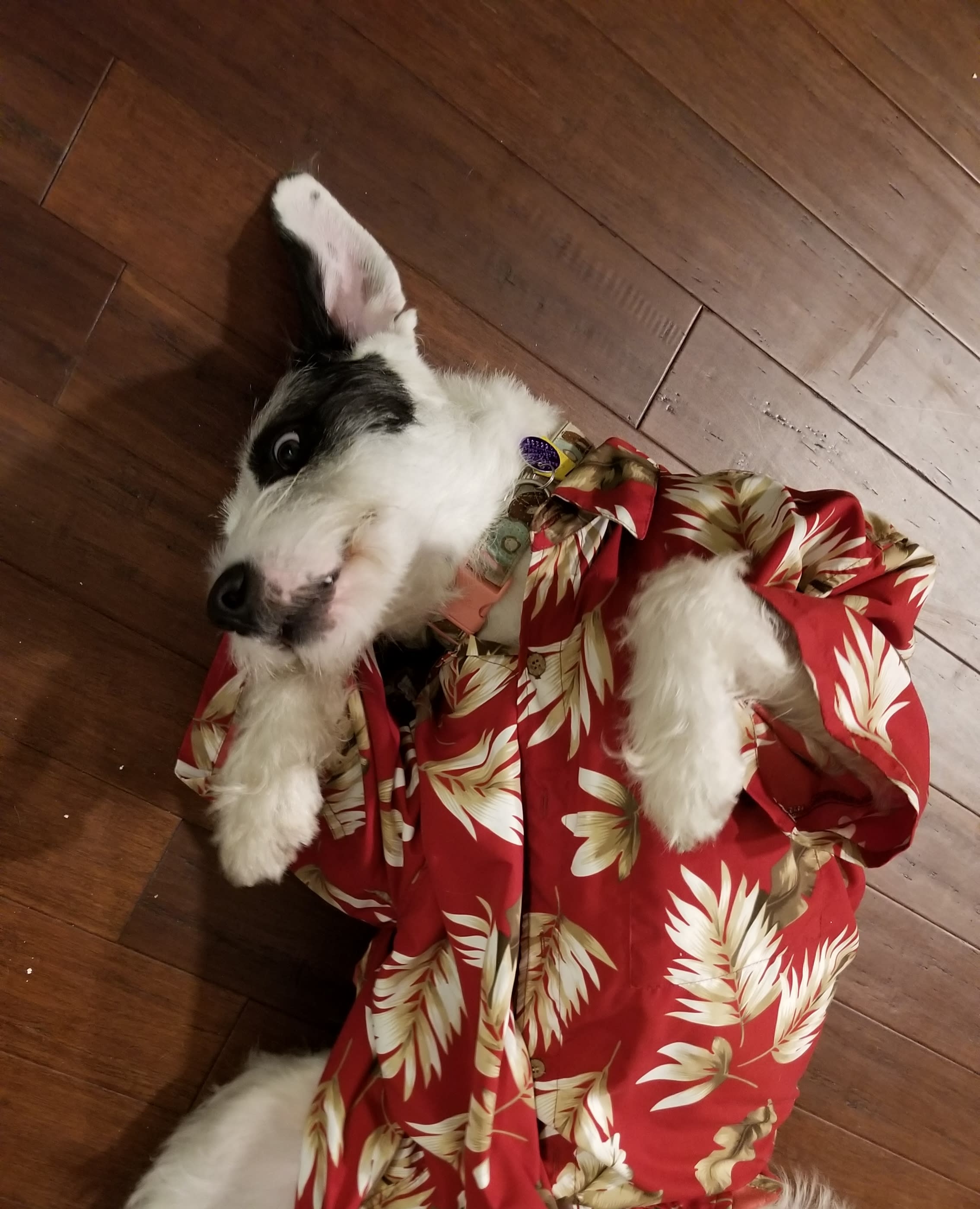 aloha molly