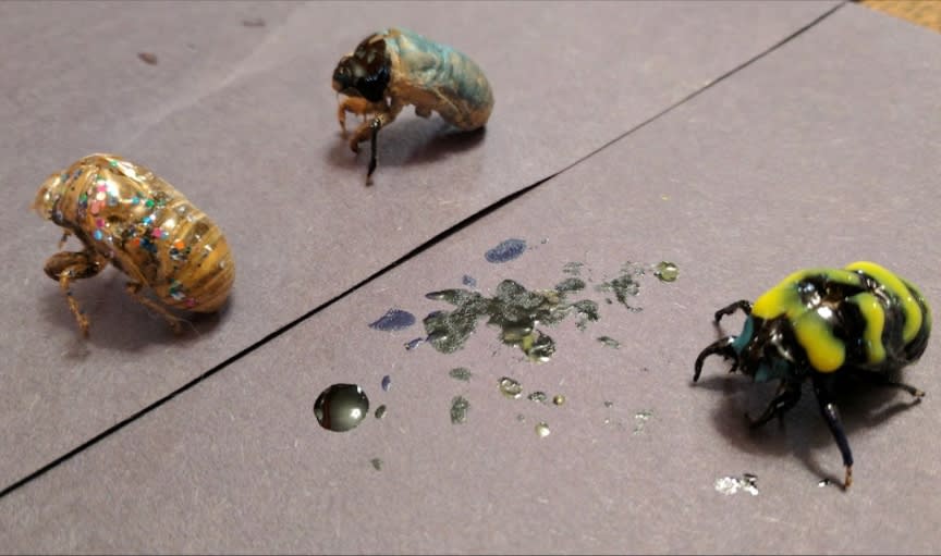 bugs