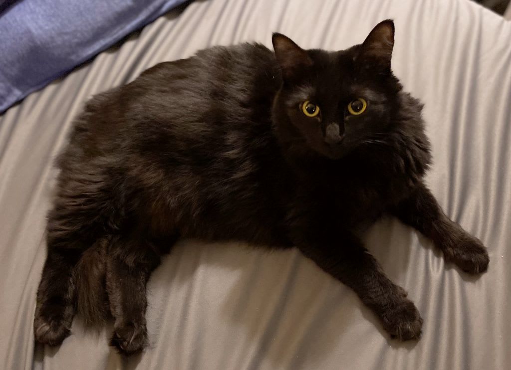Maia