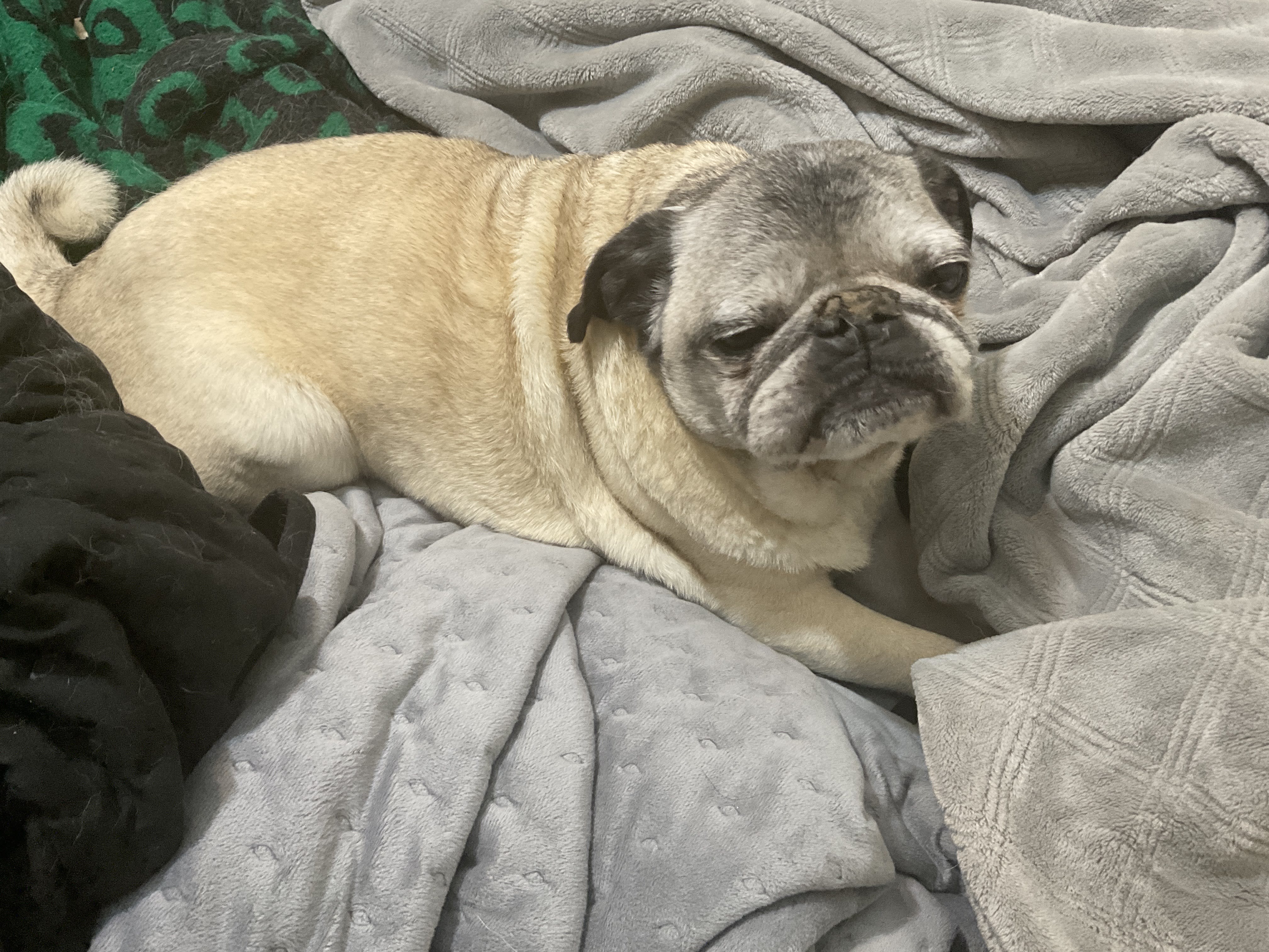 pug