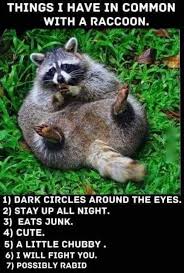 trash panda