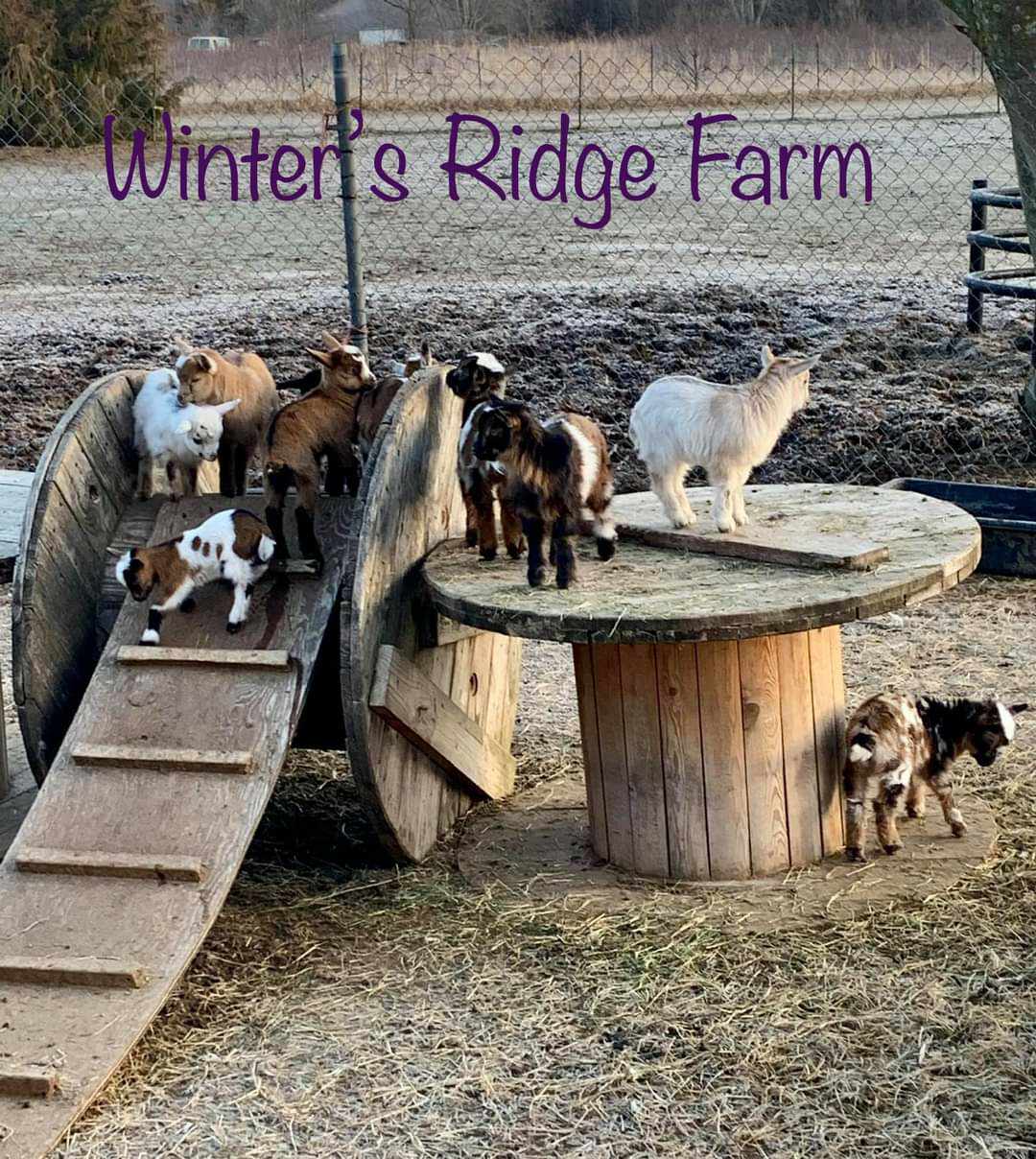 baby goats