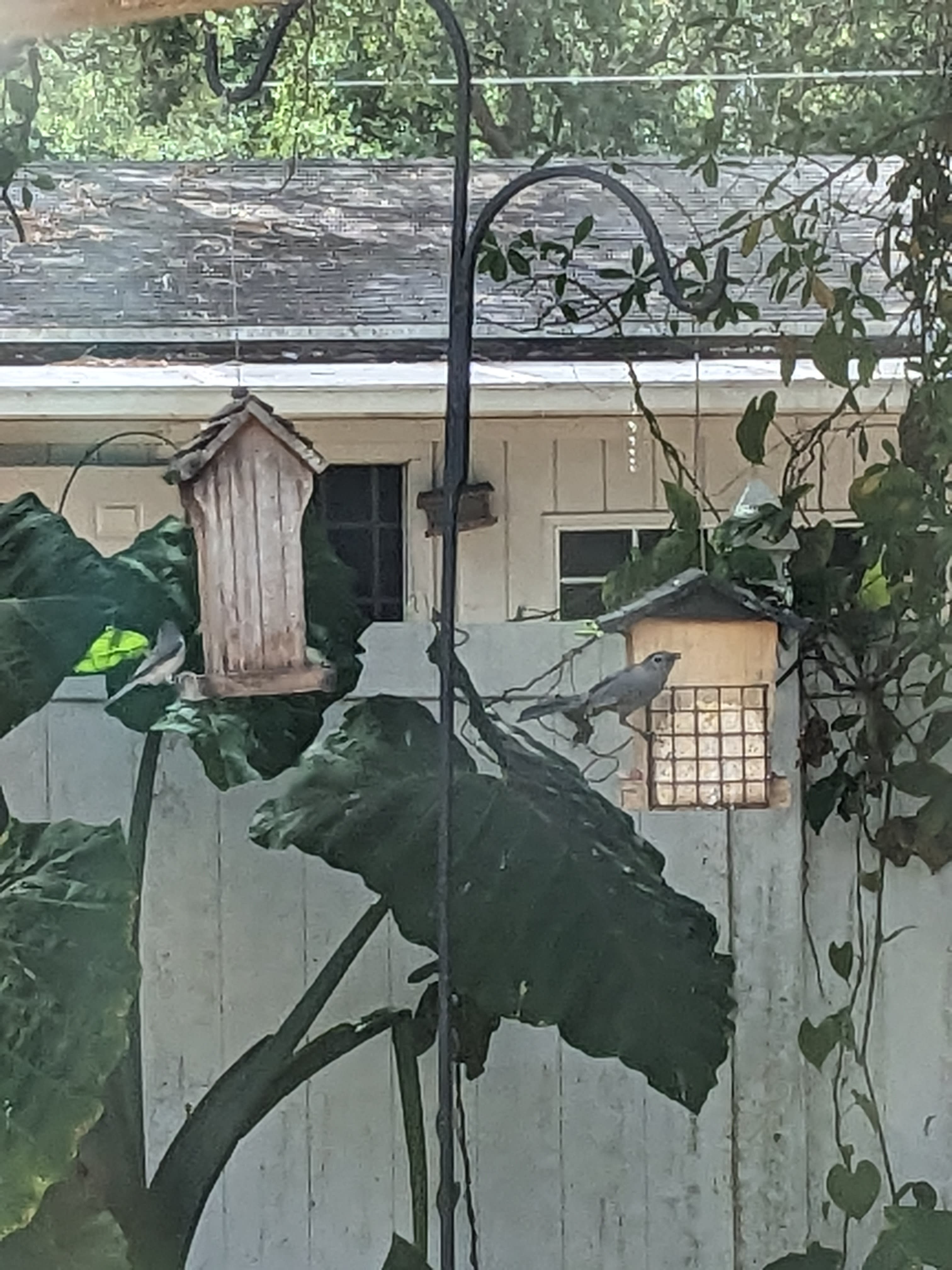 Birbs eating at the birb cafe I've set up for my cat's entertianment