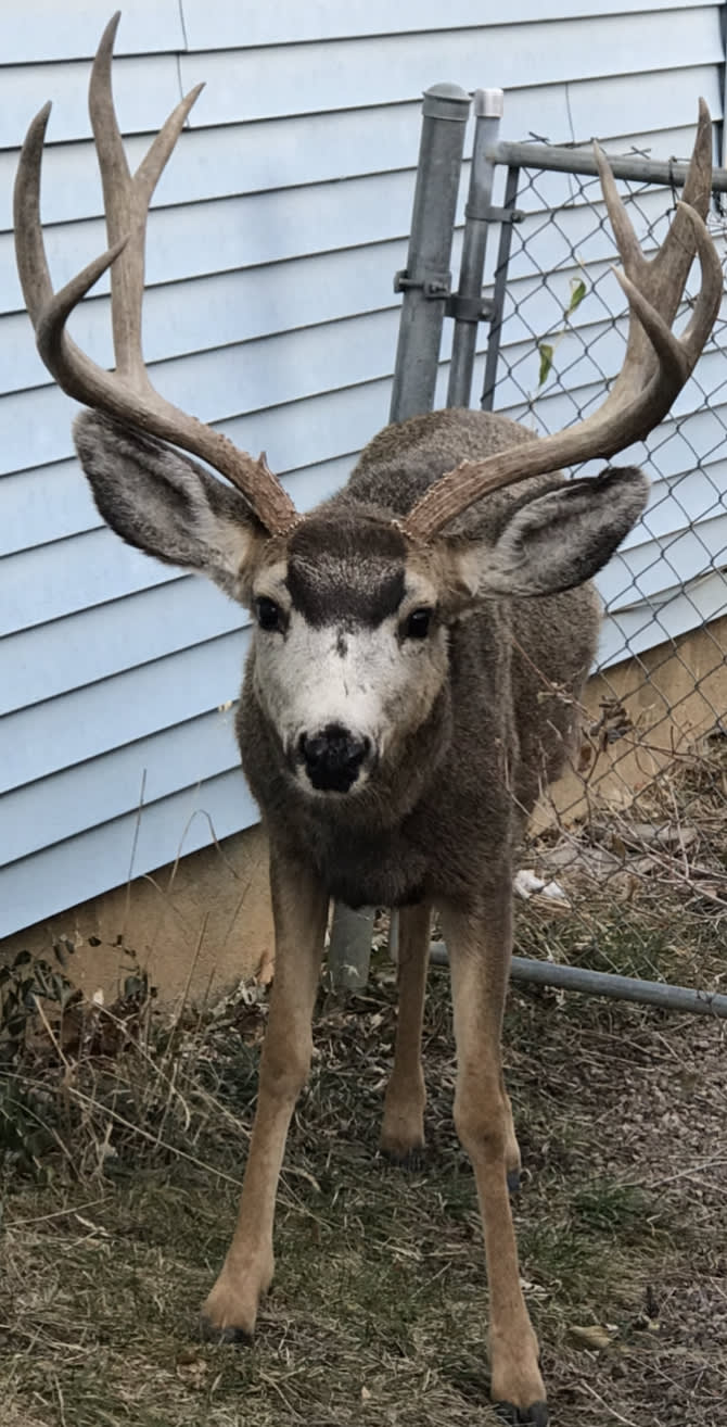 deer
