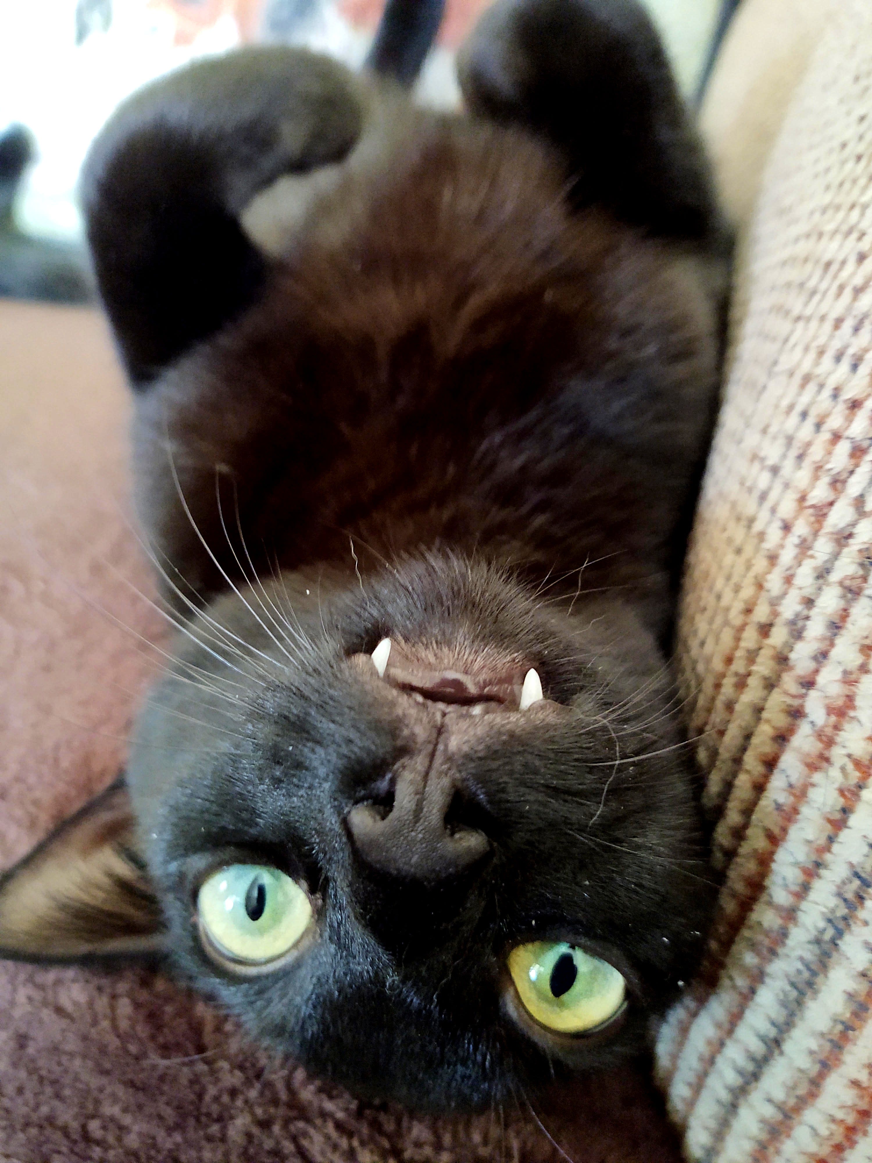 The Bat Cat