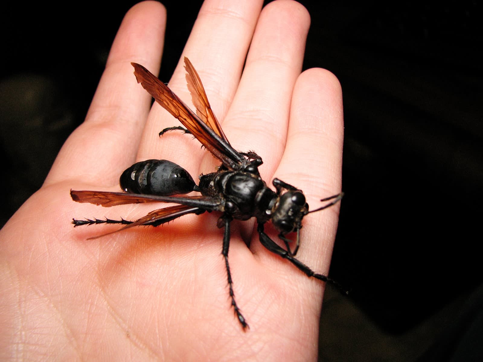 Scarybugs
