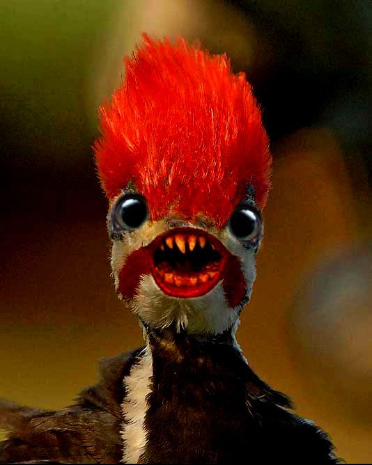 Pretty Bird