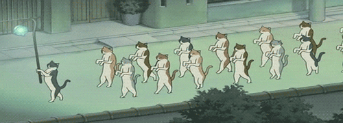 cat walk