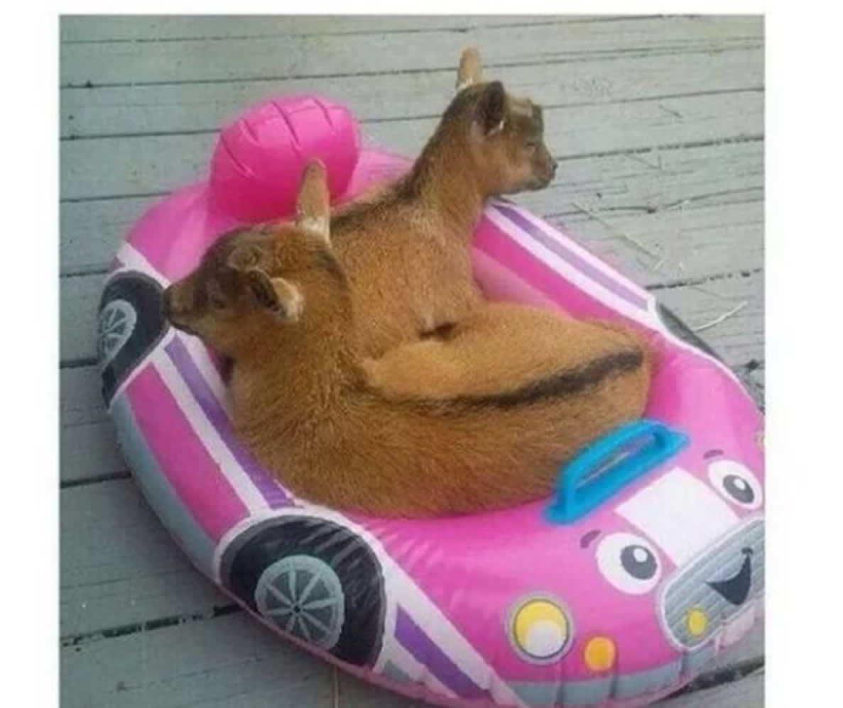 goat float