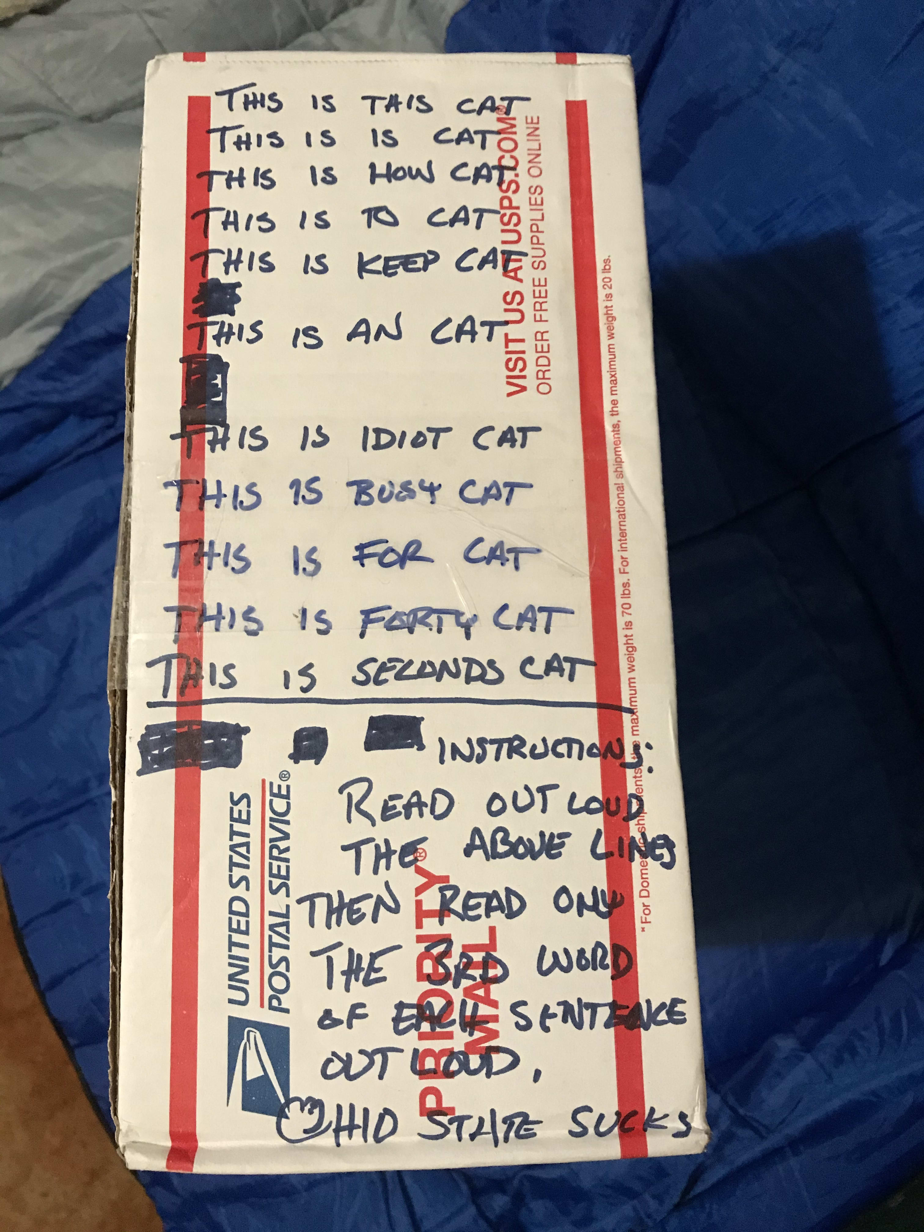 cat