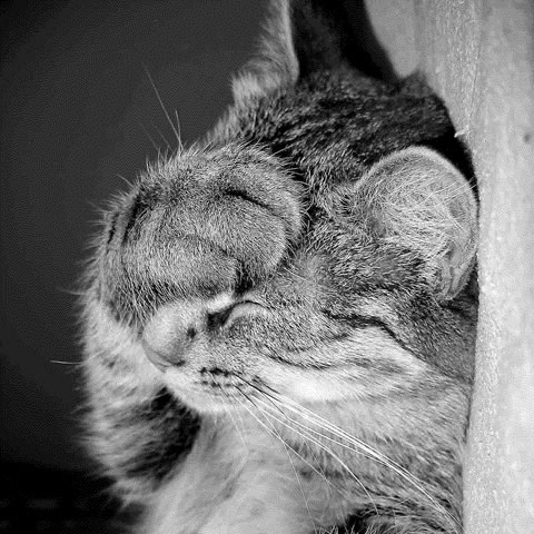 facepaw