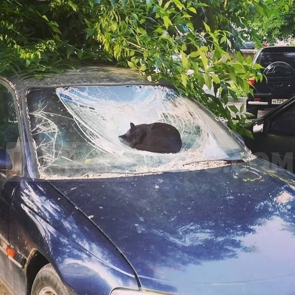 extremely heavy cat