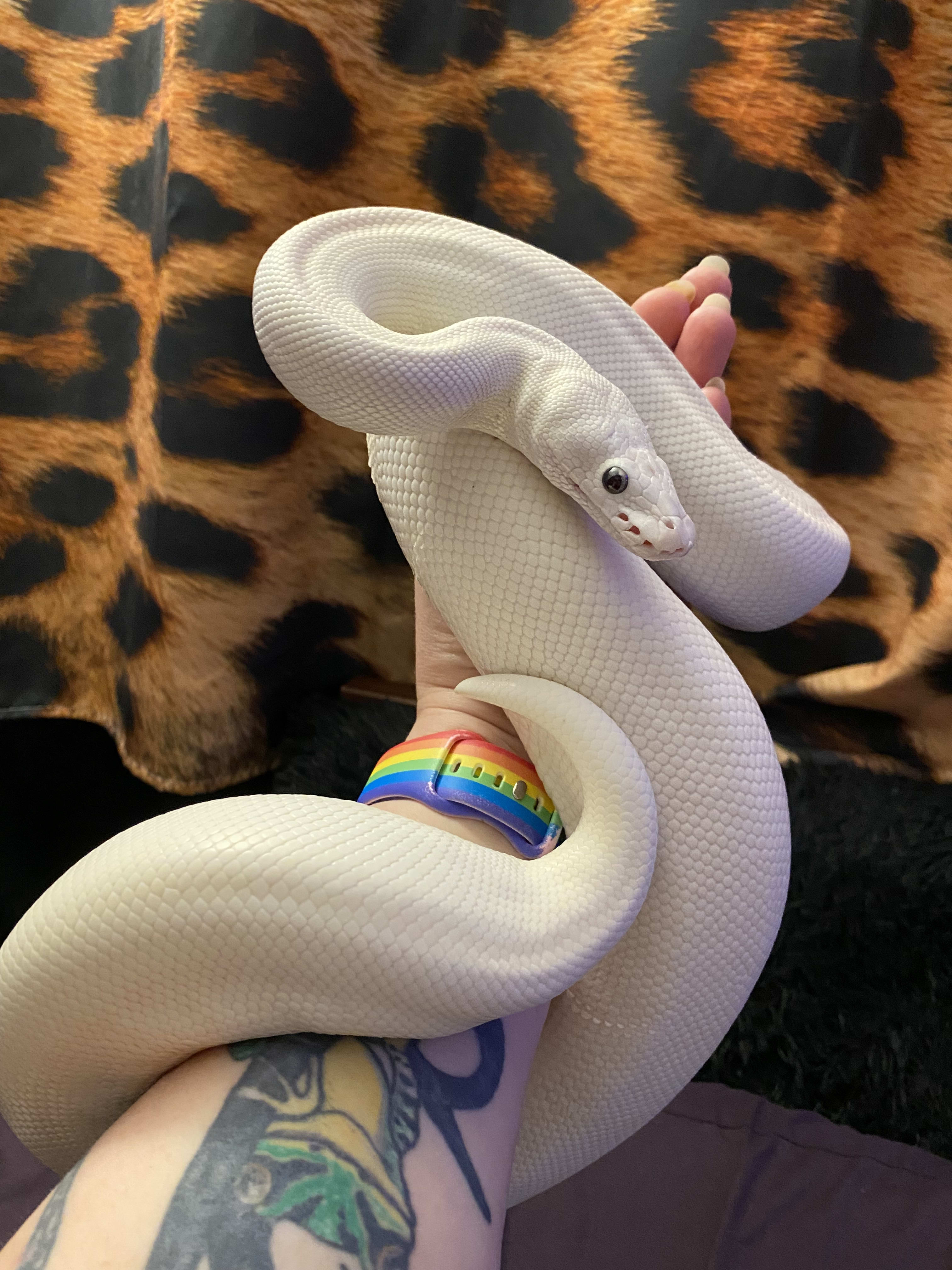 snek
