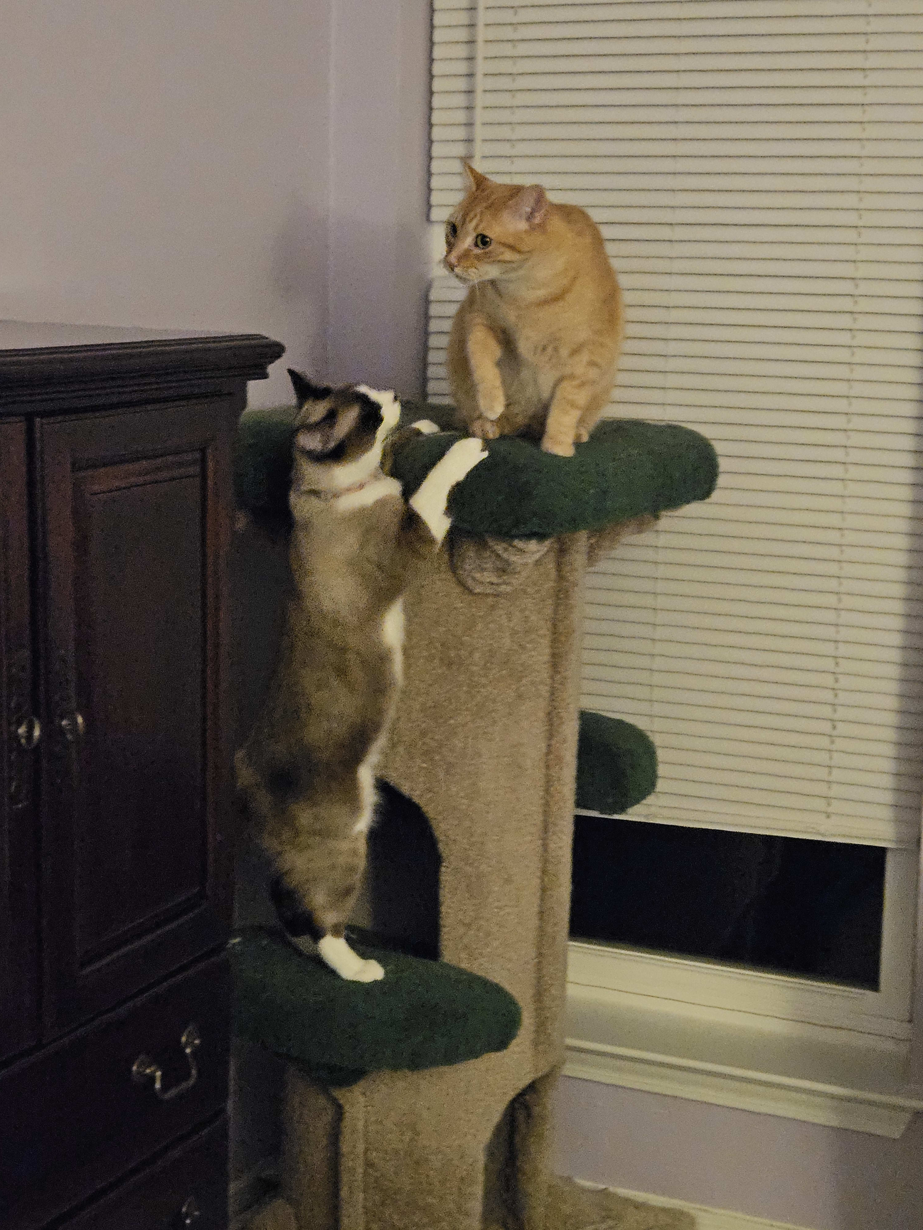 cats