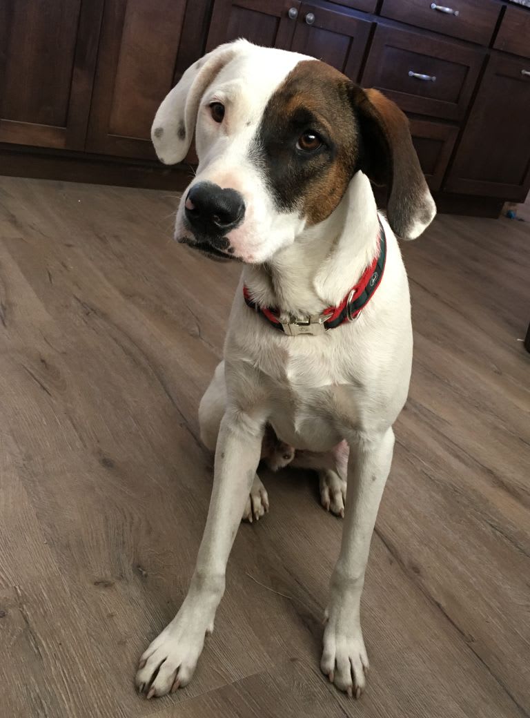 Domino