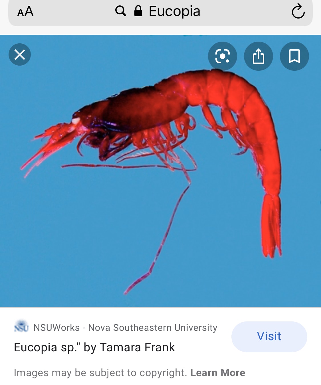 eucopia