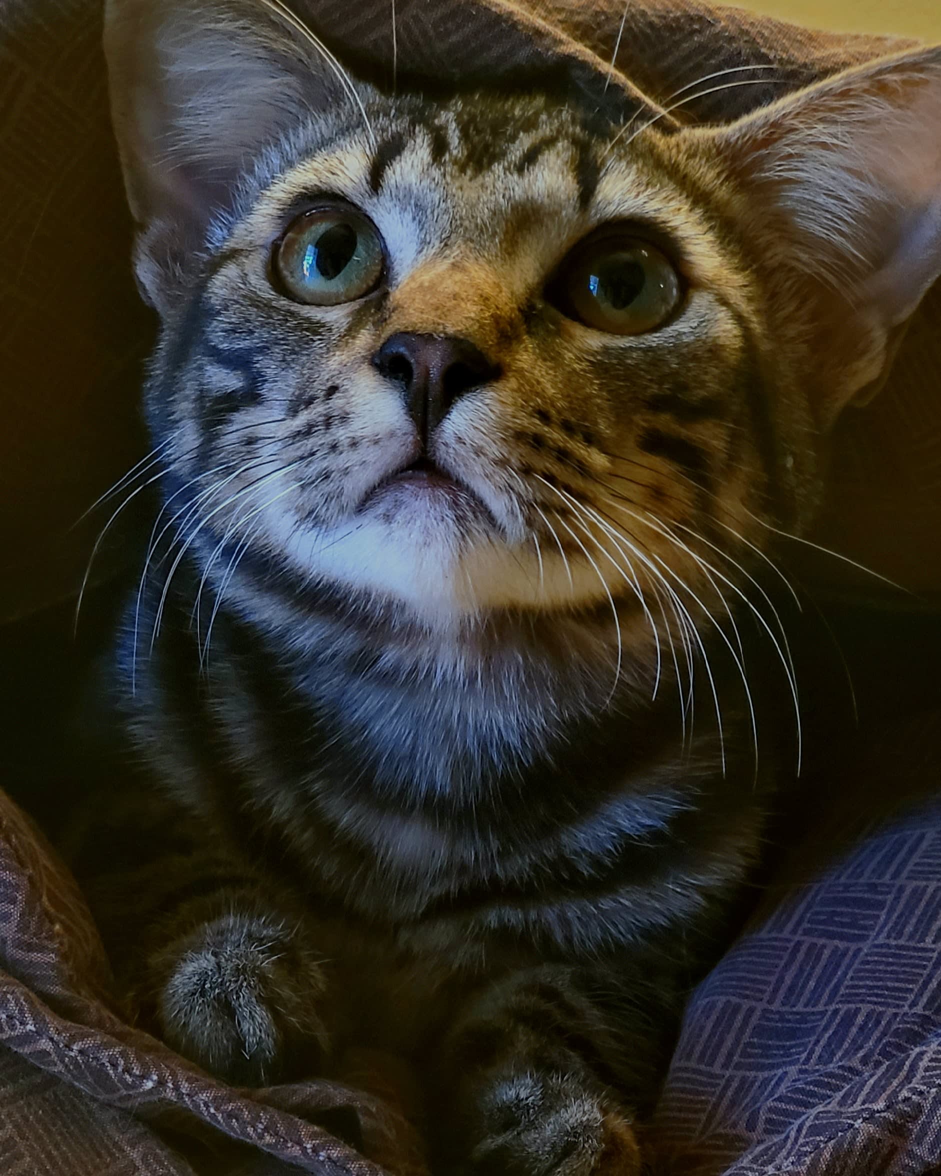 bobby-cat