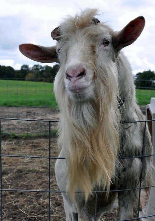 Goat