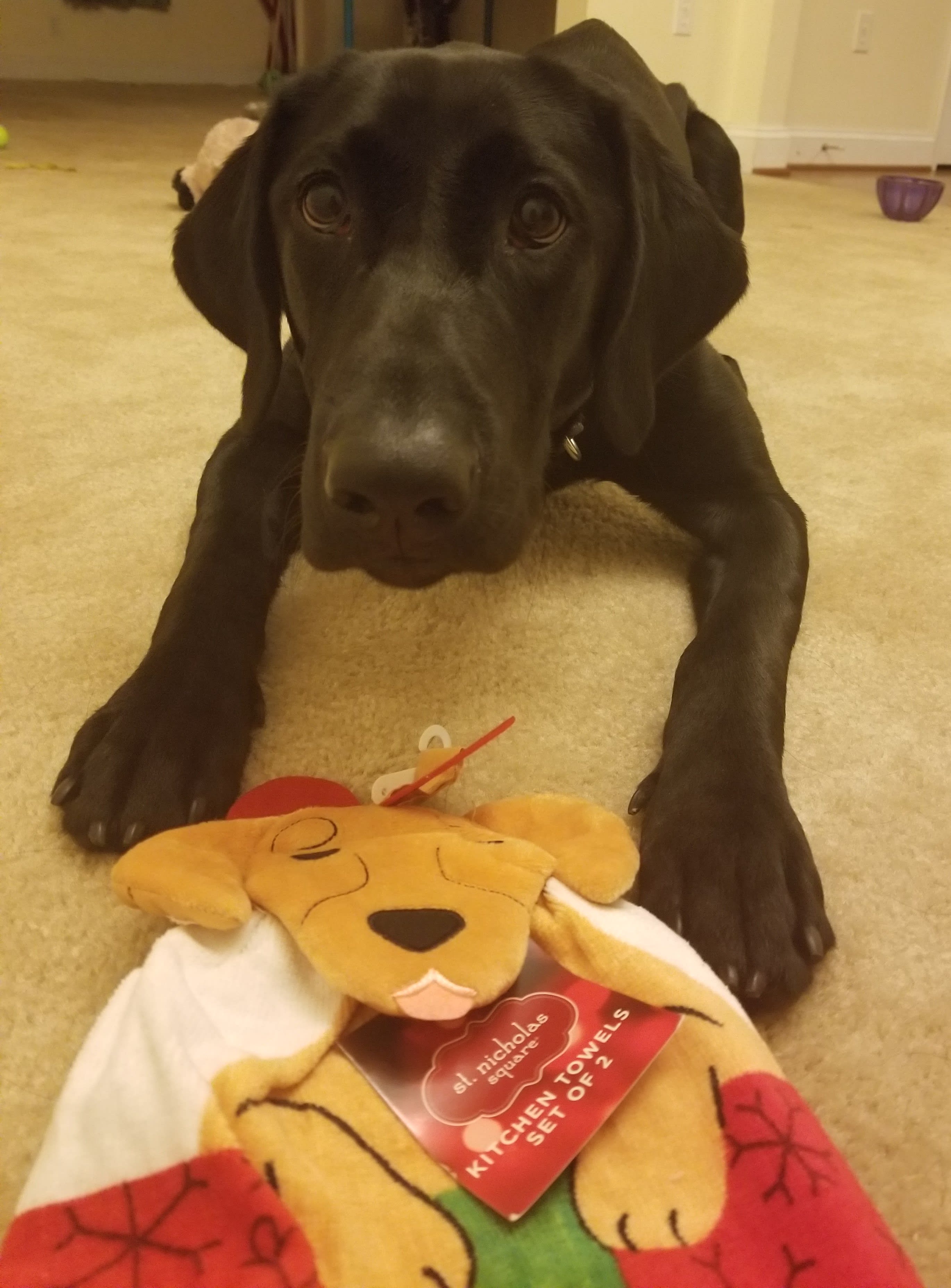picture of my puppy