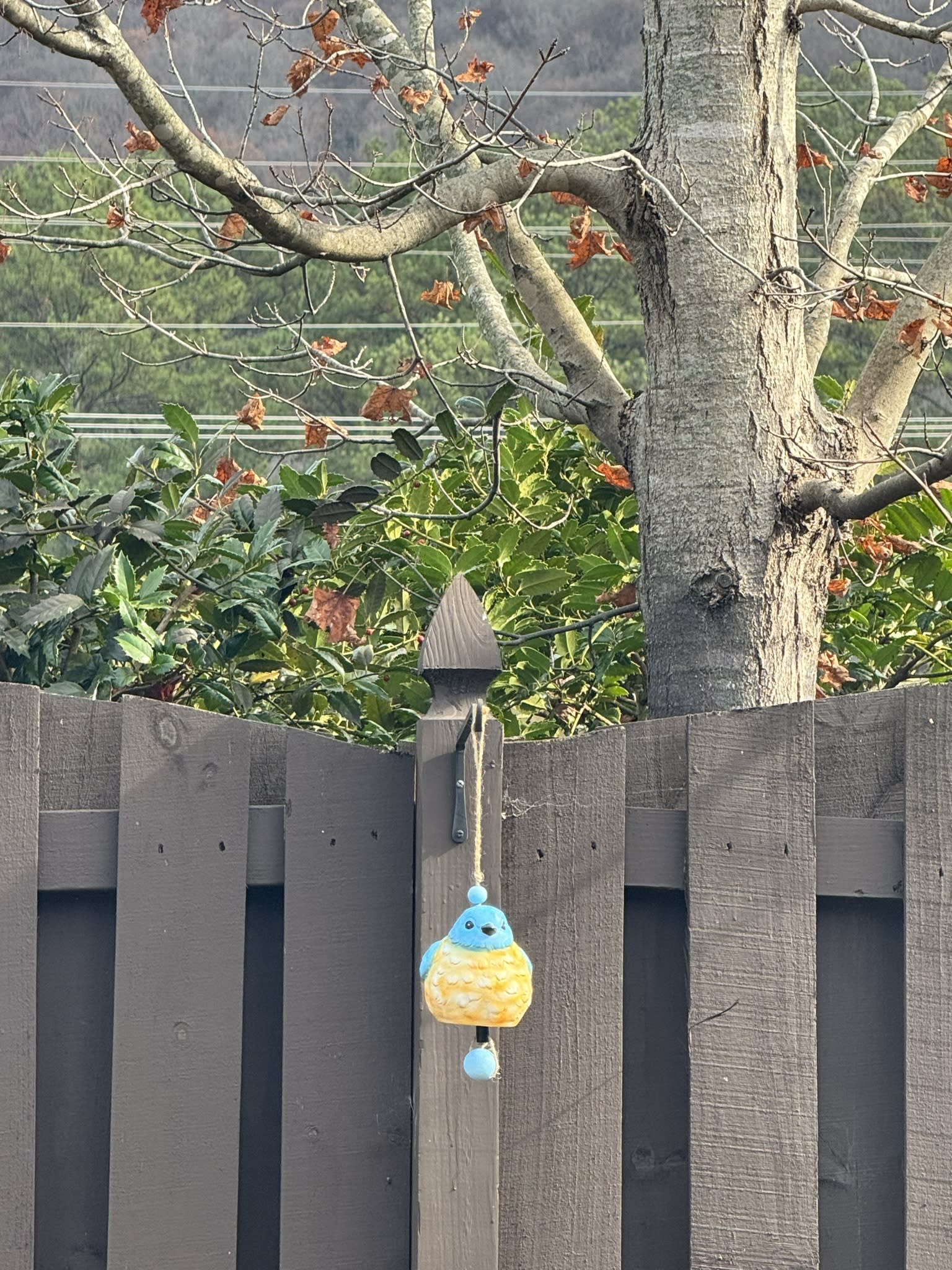 birb