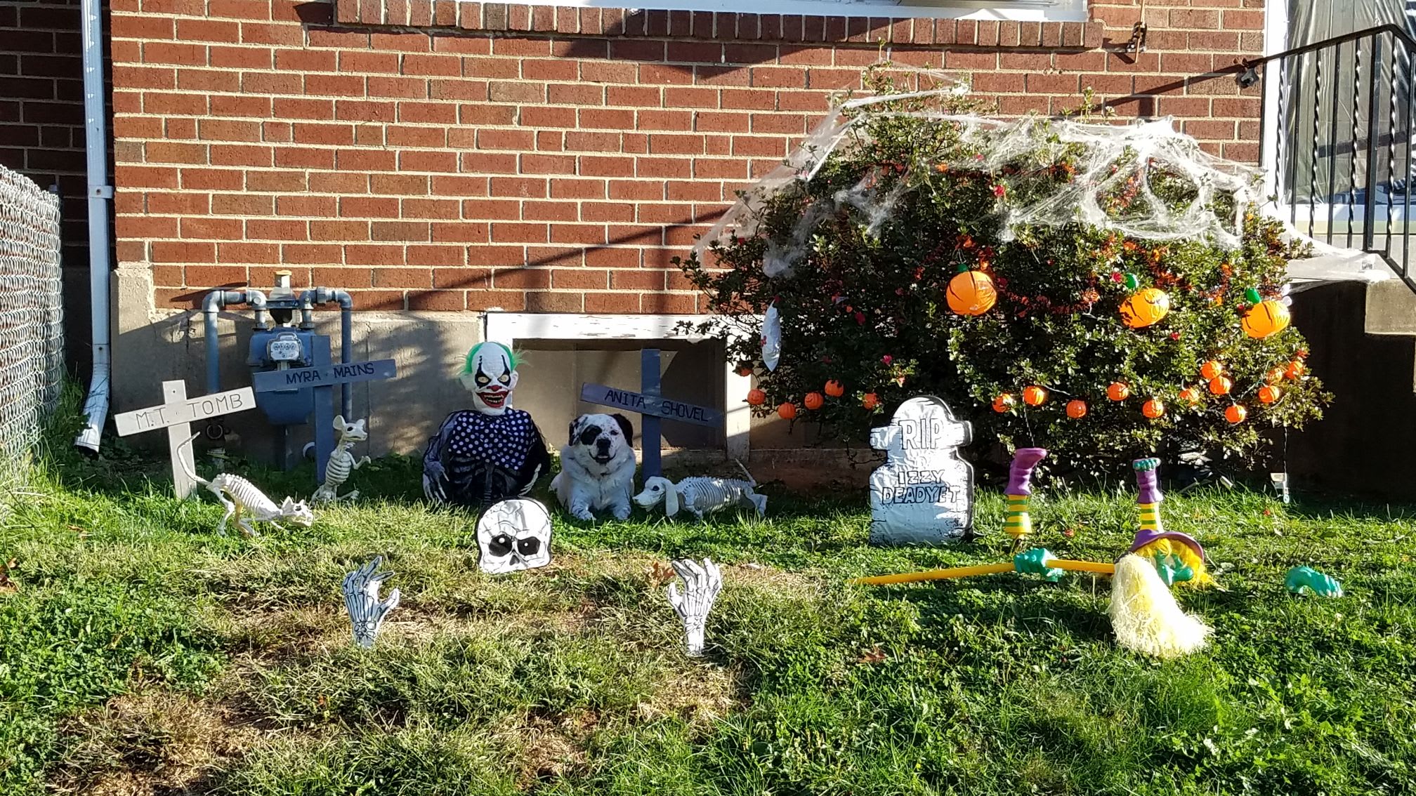 Dog